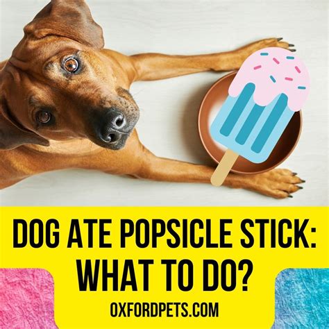 What If A Dog Eats A Stick