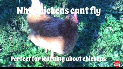 Why Chickens Cant Fly Youtube