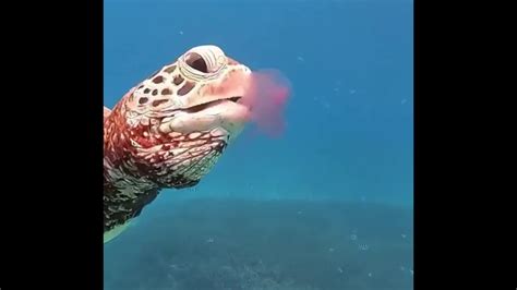 Turtle Eating Jellyfish Youtube