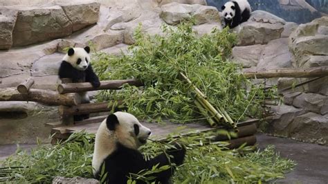 Zoo De Beauval Les Jumelles Pandas Yuandudu Et Huanlili Fêtent Leur Un