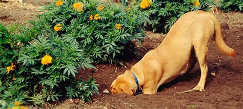 How to keep bandicoots out of the garden. How to Keep Your Dog Out of The Garden | Dog Tag Art