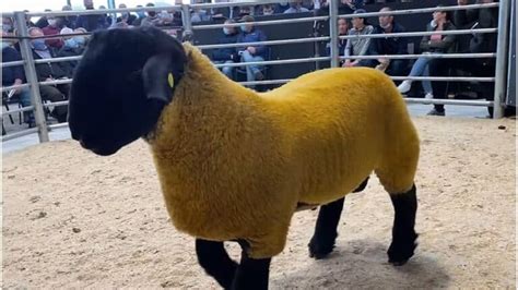 5 Most Expensive Sheep Ever Sold