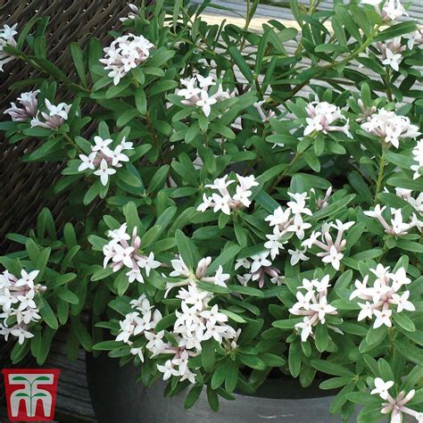 Daphne 'eternal fragrance' is a compact perennial shrub with gloriously perfumed flowers. Daphne x transatlantica 'Eternal Fragrance' plants ...