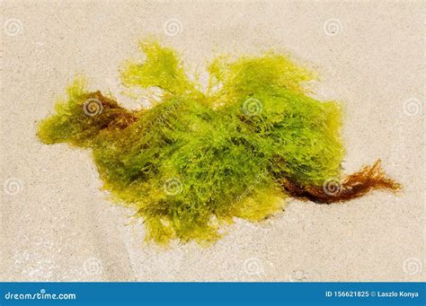 Floating Seaweed Margaret River Stock Image Image Of Coast