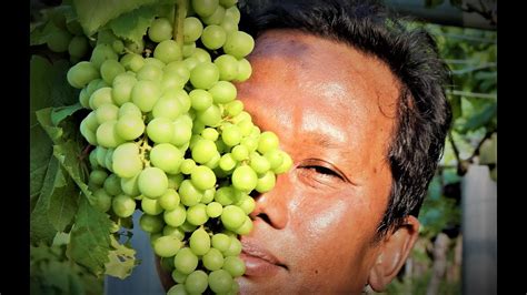 Pohon buah yang berbunga lebat tidak menjamin pohon akan berbuah. HANYA CARA Ini MEMBUAT Pohon ANGGUR BERBUAH Lebat ...