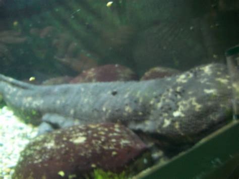 They reach a maximum weight of about 100 pounds. Japanese Giant Salamander - ZooChat