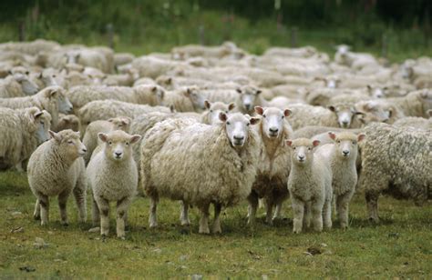 No Need To Feel Sheepish About Being A Sheep Hallelujah