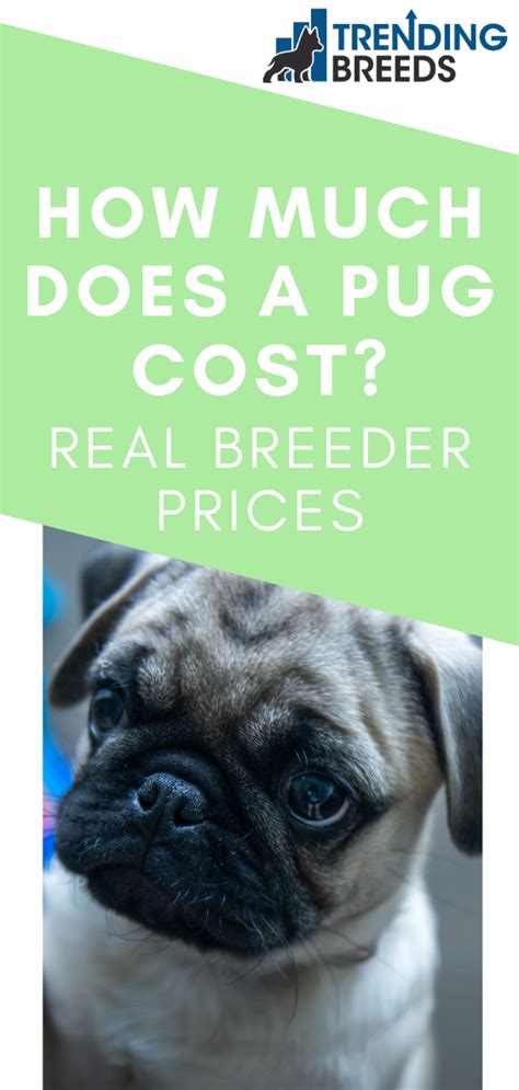 Want A Pug In Your Life But Not Sure How Much One Should Cost Heres
