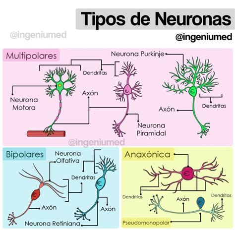 Tipos De Neuronas Ingeniumed