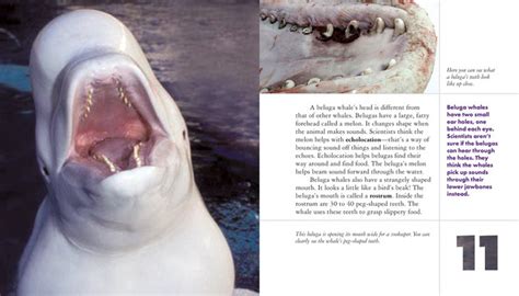 Beluga Whales The Childs World