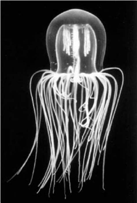 Cubomedusae With Photoreceptors Just Above The Tentacles For Directly