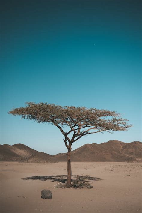Desert Tree Photos Download The Best Free Desert Tree Stock Photos