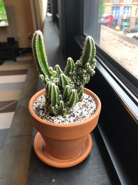Such an interesting cactus! : cactus