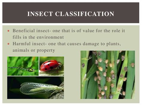 Ppt Insects And Nematodes Powerpoint Presentation Free Download Id