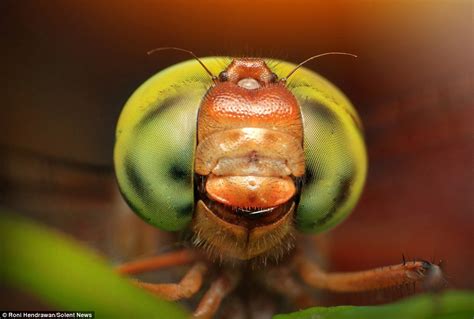 Macroscopic Photos Reveal Insects In Dazzling Detail Daily Mail Online