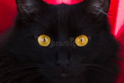 Portrait Of A Black Cat With Amber Eyes Stock Image Image Of Closeup