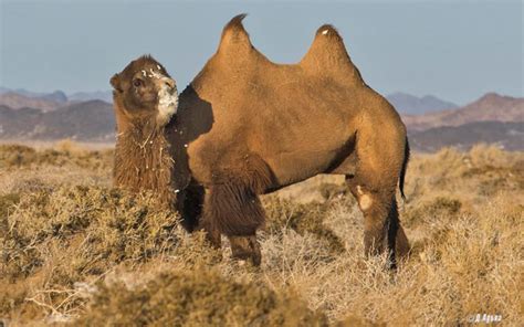 Rare Animals In The Gobi Desert — Mongolia Tours And Travels