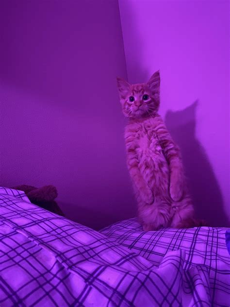 Sneptember On Twitter Cat Aesthetic Purple Aesthetic Cute Cat Wallpaper