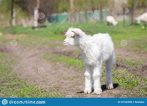 Baby Goat Kids Stand In Long Summer Grass Stock Photo Image Of Head