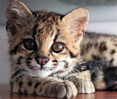 Margay Kittencourtesy And Copyright Allan Filgueira With Images