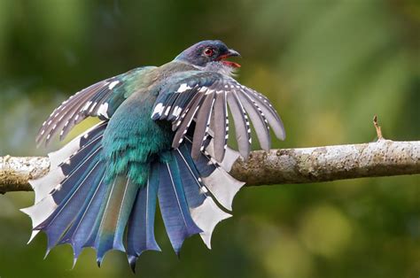 The Tail Of The Cuban Trogon The National Bird Of Cuba R