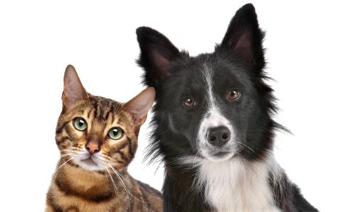 Portrait of a dog and cat. Dogs vs Cats: Which Are the Best Travel Companions ...