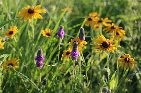 Prairie Wildflowers In Iowa Blackeyed Susans And Purple Prairie Clover