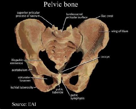 Iliac Crest