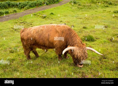 A Highland Cattle Bull Near Tobermory Isle Of Mull Scotland Uk Stock Photo Alamy