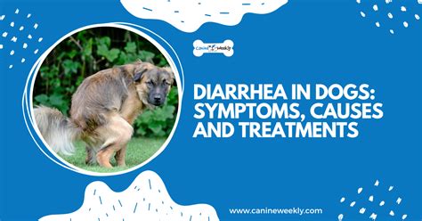 Diarrhea In Dogs Causes Symptoms Treatments And More