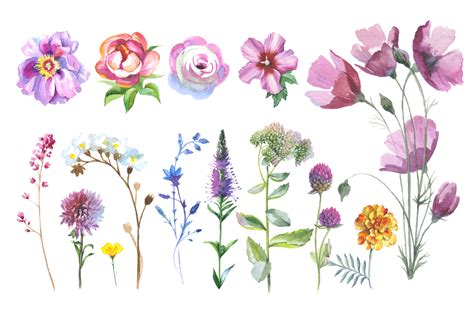 Wild Flowers Watercolor Png Clipart Graphic By Mystocks Creative Fabrica