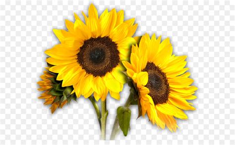 Clip Art Sunflowers 20 Free Cliparts Download Images On Clipground 2023