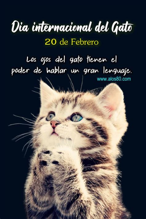Dia Internacional Del Gato Este 20 De Febrero