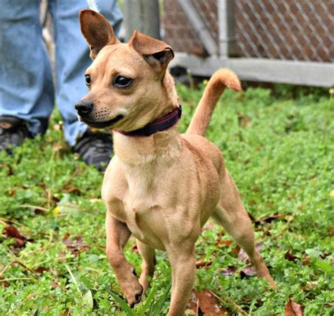Loves to run and play and is very social with other dogs.they make excellent dogs if you have a small apartment but they also love big yards to run wild in. Chiweenie dog for Adoption in Durham, NC. ADN-560919 on ...