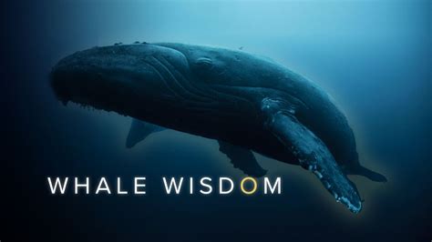 Curiositystream Whale Wisdom