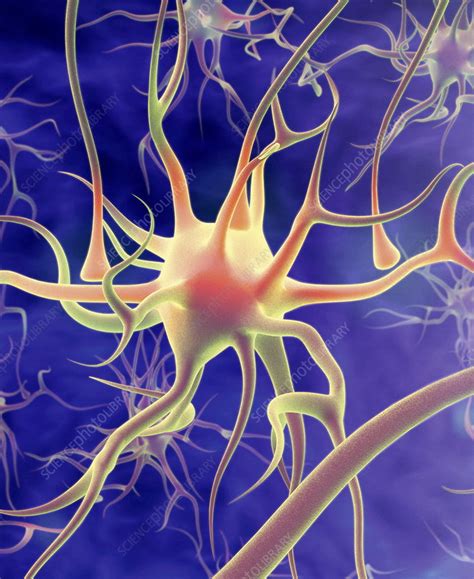 Nerve Cell Stock Image P3600330 Science Photo Library