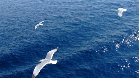 Seagulls Flying Over Blue Sea Hd Wallpaper