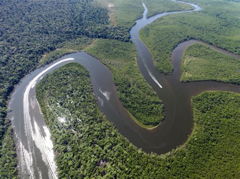 8 Interesting Facts About The Amazon Rainforest Our Whole Village