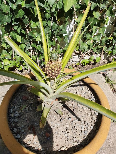I Grew A Pineapple In A Pot Bought And Ate One From A Supermarket