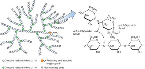 Formation And Degradation Of Glycogen Basicmedical Key