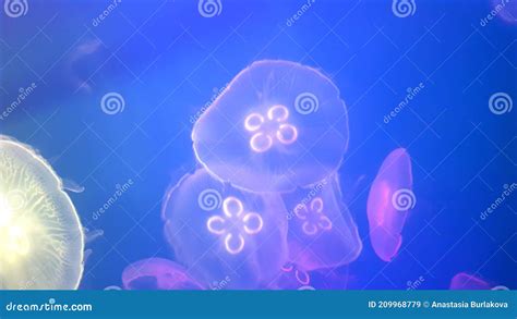 Colorful Jellyfish Underwater Jellyfish Moving In Water Stock Image