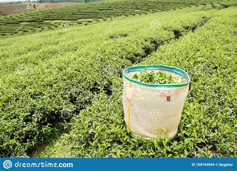 Let us brief introduction ourselves that; Green Tea Plantation Landscape In Thailand. Stock Photo ...