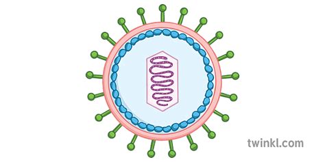 Virus Cellule Diagramme Blanc Science Ks4 Twinkl