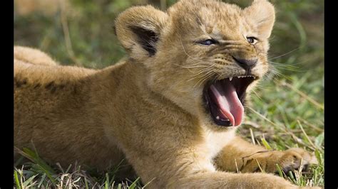 Amazing Roar Cute Lion Becareful With Him Turn On