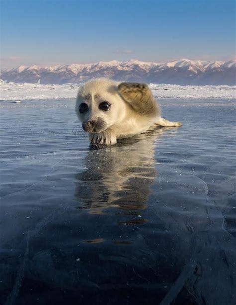 Seal Puppy In Lake Baikal Cute Animals Animals Beautiful Animals