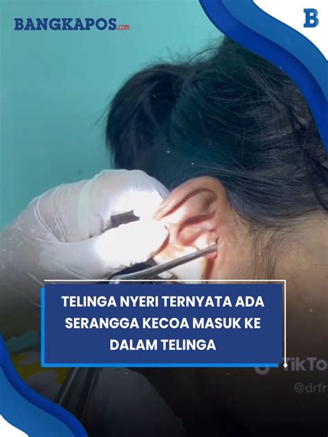 Bangka Pos Merinding Telinga Nyeri Ternyata Ada Serangga Kecoa Masuk Ke Dalam Telinga