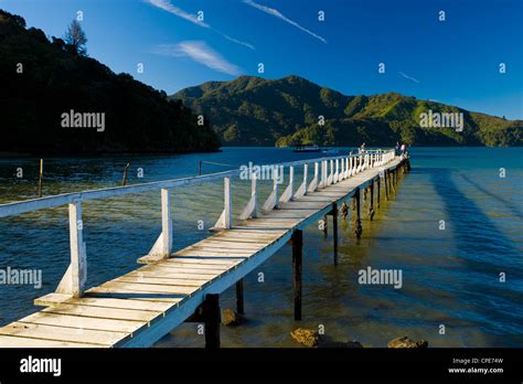 Queen Charlotte Sound South Island New Zealand Pacific Stock Photo