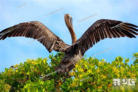 Pelican Takeoff Stock Photo Picture And Royalty Free Image Pic