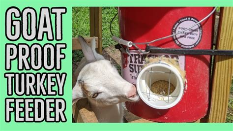 Diy Goat Proof Turkeychicken Automatic Feeder Using 5 Gallon Bucket