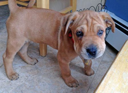 The shar pei chow chow mix is another of our shar pei mixes that may be banned in some regions. Charlie the Shar Pei Mix | Puppies | Daily Puppy